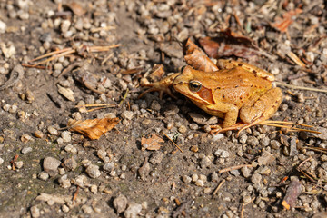 Froschleben