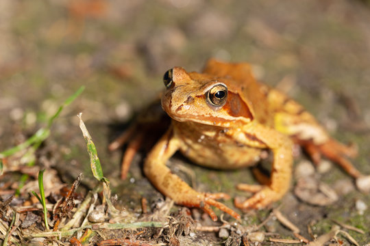 Froschleben