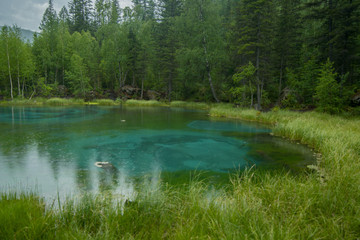 Obraz premium forest lake