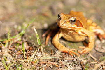 Froschleben