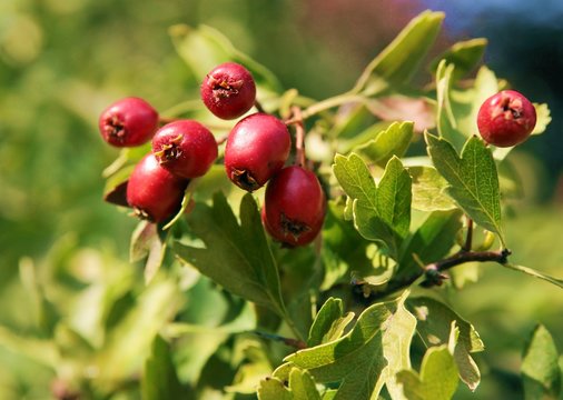 red fruits of white horn ,may ,coks pur tree