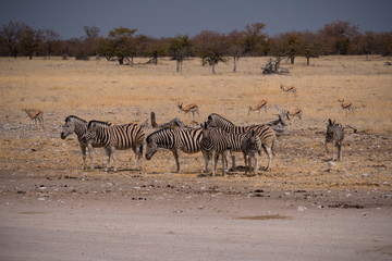 Fototapeta na wymiar Zebra in Etosha National Park, Nambia