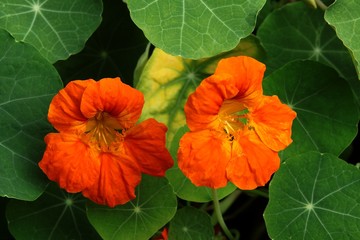 orange flowers of golden rod-nasturtium plant on a garden