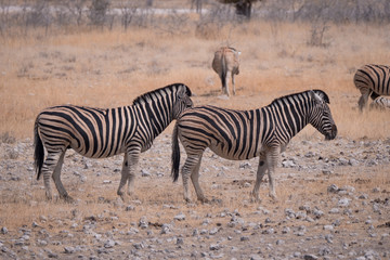 Obraz na płótnie Canvas Zebra in Etosha National Park, Nambia