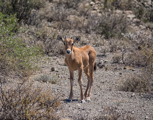 Baby Gemsbok Antelope