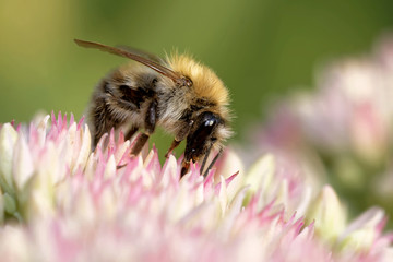 Ackerhummel
