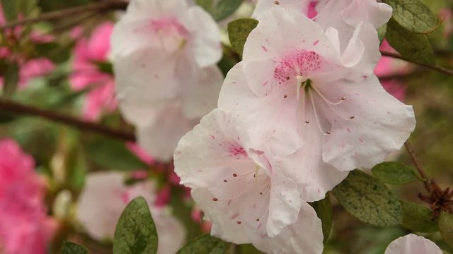white Azaleas (Rhododendron) flowers in springtime. 4K UHD Video. Nikon D500