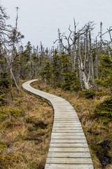Trails through the forest and along the boardwalks around Berryhill Pond, Gros Morne National Park,...
