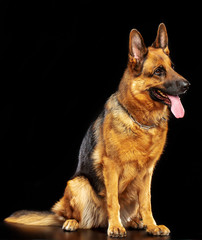 German Shepherd Dog  Isolated  on Black Background in studio