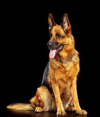 German Shepherd Dog  Isolated  on Black Background in studio