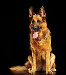German Shepherd Dog  Isolated  on Black Background in studio