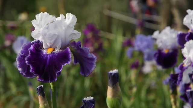 purple irises moving on the wind in a famous florence garden, Italy. 4K UHD Video footage, static camera. Nikon D500