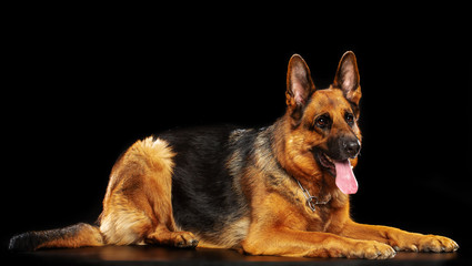 German Shepherd Dog  Isolated  on Black Background in studio