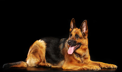 German Shepherd Dog  Isolated  on Black Background in studio