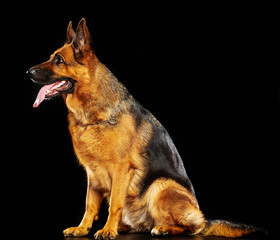 German Shepherd Dog  Isolated  on Black Background in studio