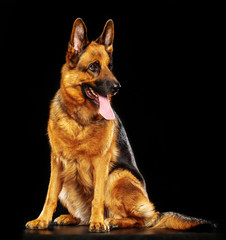 German Shepherd Dog  Isolated  on Black Background in studio