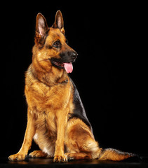 German Shepherd Dog  Isolated  on Black Background in studio