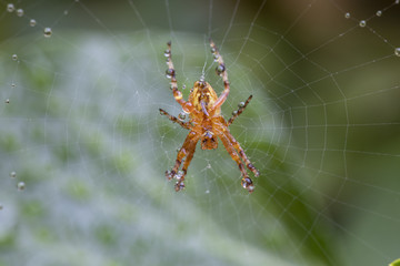 Kreuzspinne im Netz mit Tropfen Morgentau