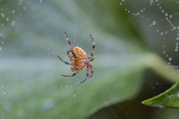 Kreuzspinne im Netz mit Tropfen Morgentau