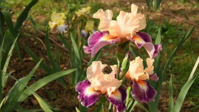 Springtime. Beautiful irises and olive trees moving in the wind in a famous Florence garden, Italy. 4K UHD Video footage, static camera. Nikon D500