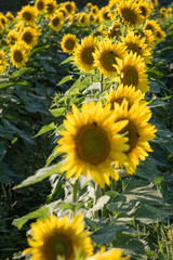 Sunflowers in full bloom ready for cutting 