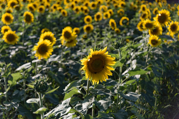 Sunflowers in field in rows with bees