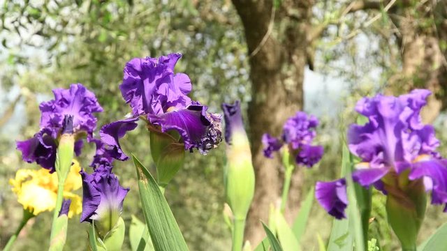 purple irises moving on the wind in a famous Florence garden, Italy. 4K UHD Video footage, static camera. Nikon D500