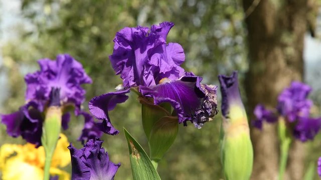 purple irises moving on the wind in a famous Florence garden, Italy. 4K UHD Video footage, static camera. Nikon D500