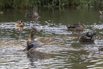 Ente flattert und streckt ihre Flügel aus