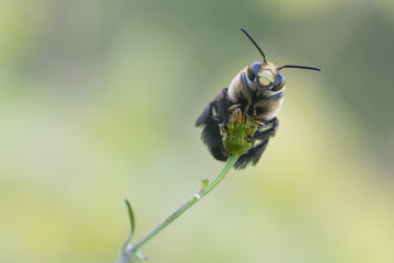 Abeja durmiendo sobre rama
