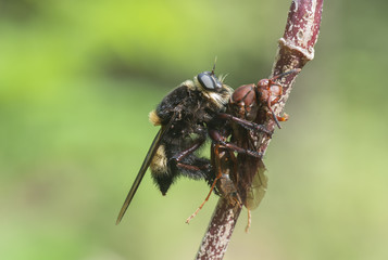 Mosca ladrona comiendo una avispa