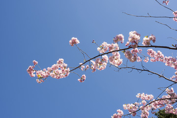 Obraz premium Ett litet körsbärsträd som blommar denna fina vårdag