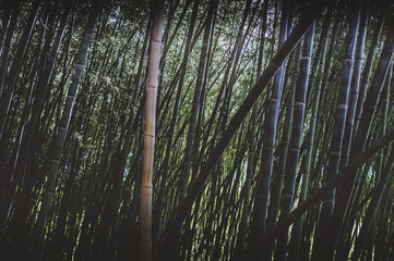 Bamboo Forest background