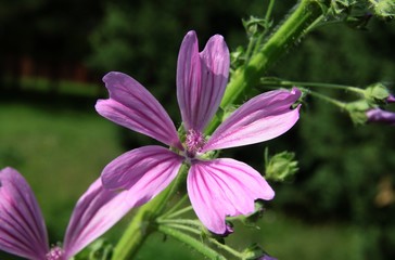 lila flowers of mallow herb close up