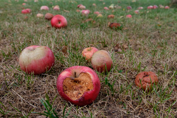 Fallobst: &Auml;ppel im Gras