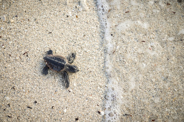 Beautiful freshly hatched baby turtle making its way from the nest, down a sandy beach to the ocean at dawn.