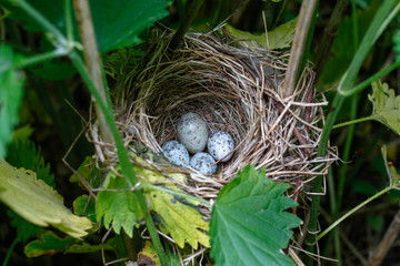 Acrocephalus palustris. The nest of the Marsh Warbler in nature. Common Cuckoo (Cuculus canorus) egg