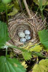 Acrocephalus palustris. The nest of the Marsh Warbler in nature. Common Cuckoo (Cuculus canorus) egg