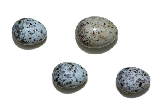  Acrocephalus palustris. The eggs of the Marsh Warbler in front of white background