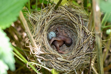 Acrocephalus palustris. The nest of the Marsh Warbler in nature.