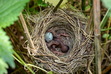 Acrocephalus palustris. The nest of the Marsh Warbler in nature.