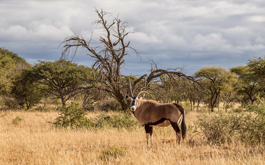 Naklejka na ściany i meble Gemsbok Antelope