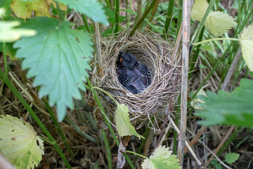 Acrocephalus palustris. The nest of the Marsh Warbler in nature.