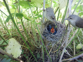 Acrocephalus palustris. The nest of the Marsh Warbler in nature.