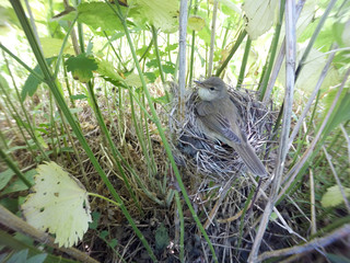 Acrocephalus palustris. The nest of the Marsh Warbler in nature.