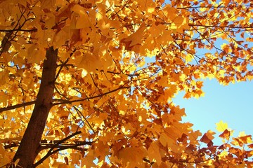 Bright yellow leaves on a tulip tree in late autumn. Salzburg, Austria, Europe.