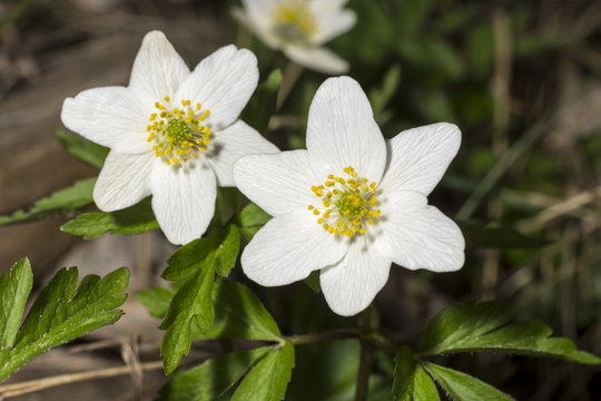 Vitsippor blommar under v&aring;ren p&aring; &auml;ngar och i skogen