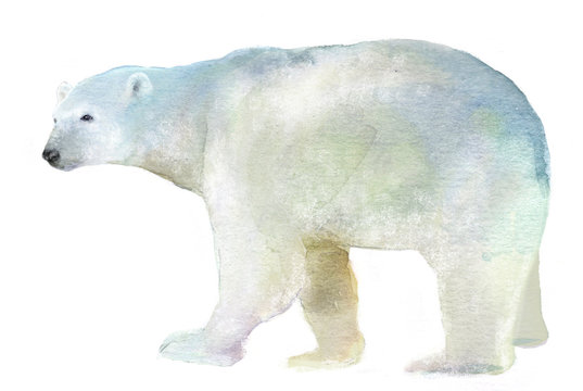 Watercolor Isolated Illustration Of A Polar Bear, Drawing By The Hand Of A Polar Animal