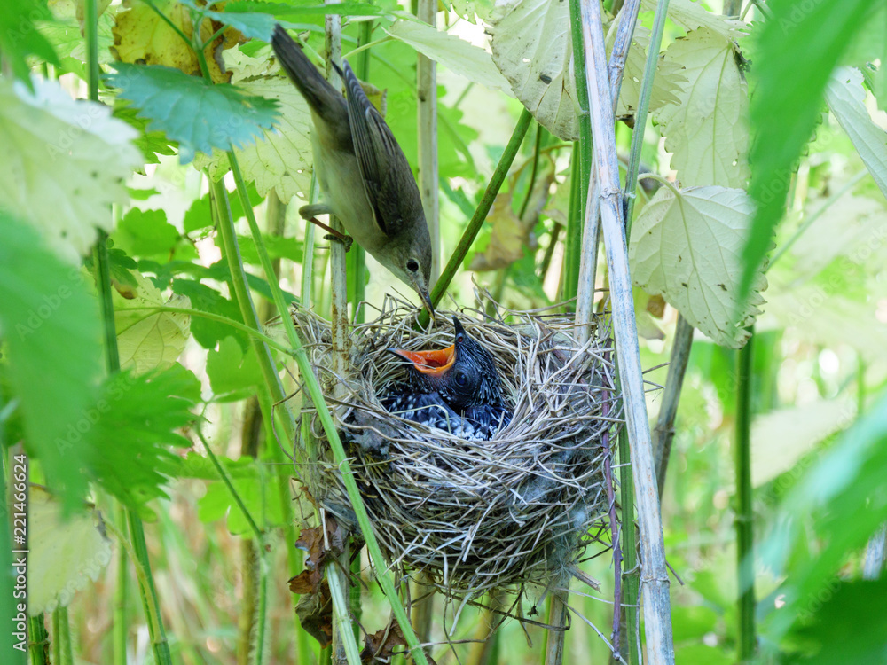 Wall mural acrocephalus palustris. the nest of the marsh warbler in nature.