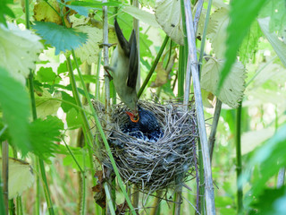 Acrocephalus palustris. The nest of the Marsh Warbler in nature.